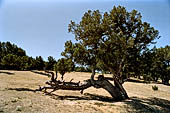 Hoces del ro Riaza, Montejo Spagna - Ginepri turriferi.